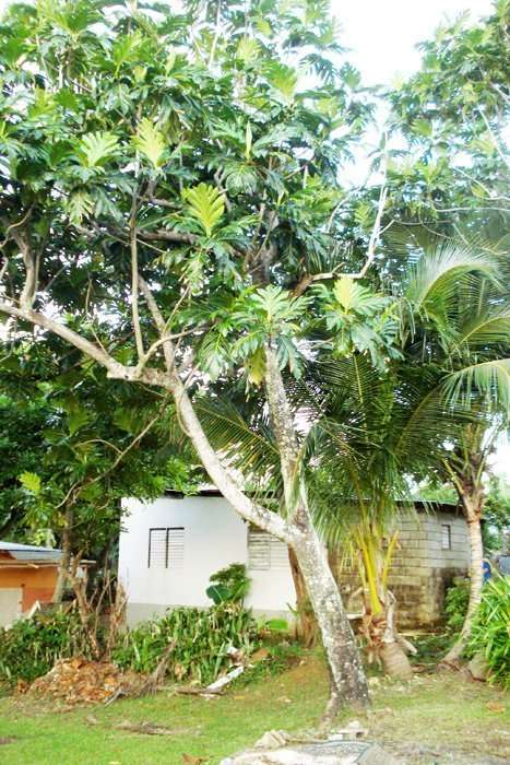 Jamaican Tropical Fruits staging.rastaseed.com