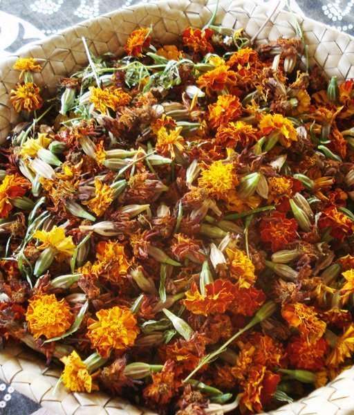 Marigolds Tagetes species very useful plants for your Rasta Garden