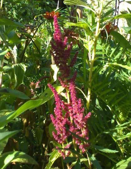 Jamaican Calaloo or Amaranth high in nutrition easy to grow staging.rastaseed.com