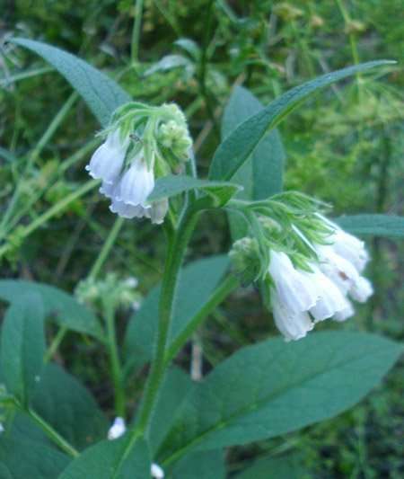 Comfrey plant is essential garden plant staging.rastaseed.com