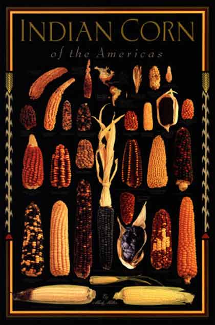 saving indigenous corn seed in Mexica from transnational companies. Rastaseed.com