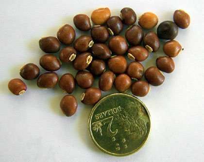 Pigeon Pea Staple food crop staging.rastaseed.com