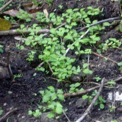 Mustard Seed grows into mustard green staging.rastaseed.com