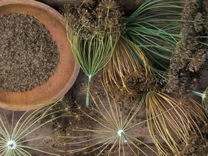 Dill seed once worth more than gold staging.rastaseed.com