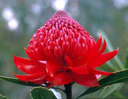Flower essences for a state of wholeness staging.rastaseed.com