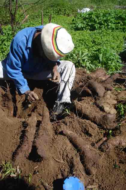 Yam harvest Rastaseed.com