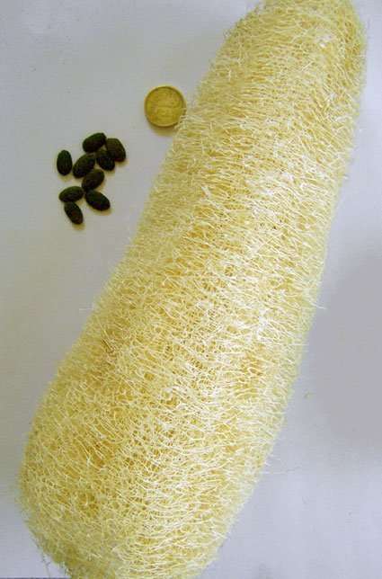 Growing Luffa sponge in your garden staging.rastaseed.com