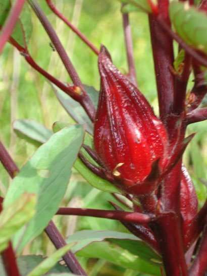 Jamaican Rum Punch made from Sorrel Hibiscus sabdarifera staging.rastaseed.com
