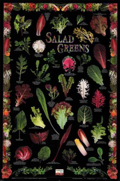 Bitter greens, herbs and teas important in the diet staging.rastaseed.com