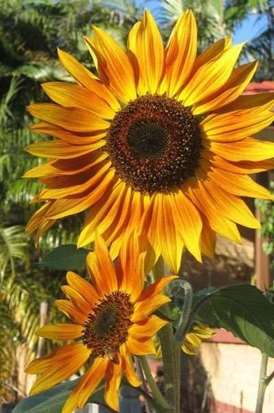 sunflowers in your garden staging.rastaseed.com